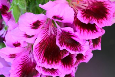 Siyah arkaplanda güzel pelargonyum çiçekleri 