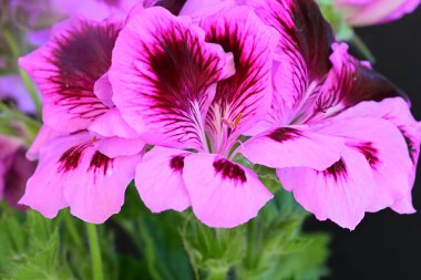 Siyah arkaplanda güzel pelargonyum çiçekleri 
