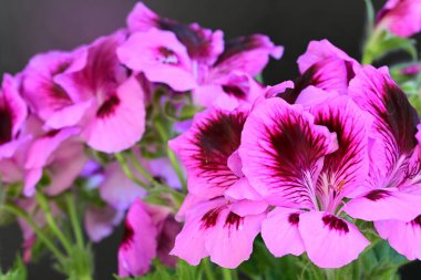 Siyah arkaplanda güzel pelargonyum çiçekleri 