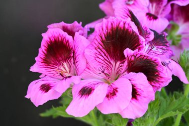 Siyah arkaplanda güzel pelargonyum çiçekleri 