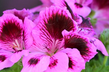 Siyah arkaplanda güzel pelargonyum çiçekleri 