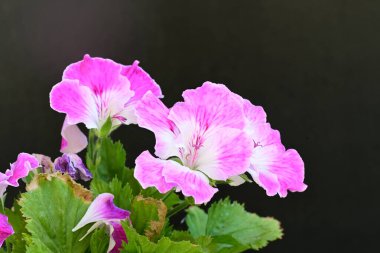 Güzel çiçeklerin yakın çekim görüntüsü, doğa konsepti arka plan