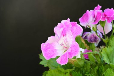 Güzel çiçeklerin yakın çekim görüntüsü, doğa konsepti arka plan