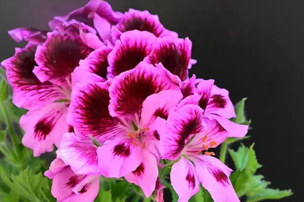 Siyah arkaplanda güzel pelargonyum çiçekleri 