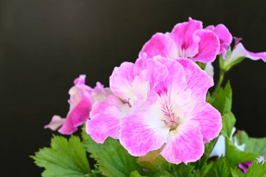 Güzel çiçeklerin yakın çekim görüntüsü, doğa konsepti arka plan