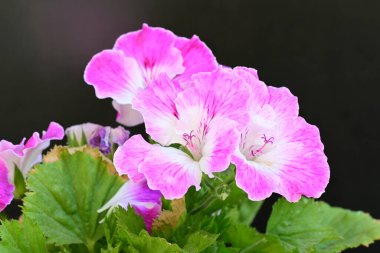 Güzel çiçeklerin yakın çekim görüntüsü, doğa konsepti arka plan