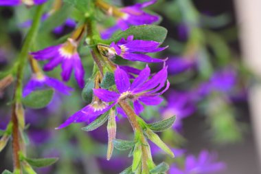 Güzel çiçeklerin yakın çekim görüntüsü, doğa konsepti arka plan