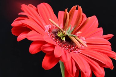 Siyah arkaplanda kırmızı Gerbera çiçeği
