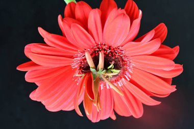 Siyah arkaplanda kırmızı Gerbera çiçeği