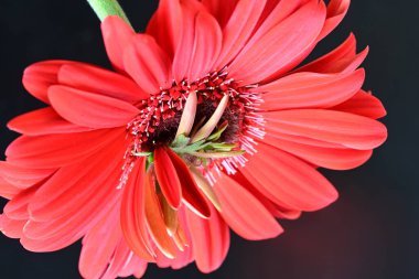 Siyah arkaplanda kırmızı Gerbera çiçeği