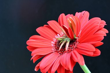 Siyah arkaplanda kırmızı Gerbera çiçeği