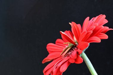 Siyah arkaplanda kırmızı Gerbera çiçeği