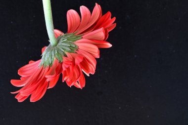 Siyah arkaplanda kırmızı Gerbera çiçeği