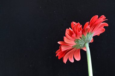 Siyah arkaplanda kırmızı Gerbera çiçeği