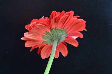 Siyah arkaplanda kırmızı Gerbera çiçeği