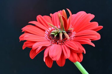 Siyah arkaplanda kırmızı Gerbera çiçeği