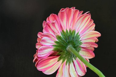 Siyah arka planda pembe Gerbera çiçeği