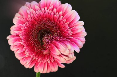 Siyah arka planda pembe Gerbera çiçeği