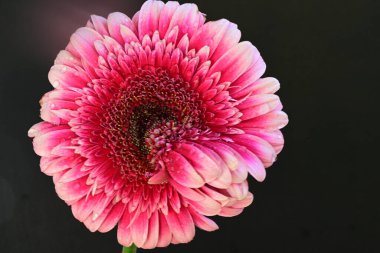 Siyah arka planda pembe Gerbera çiçeği