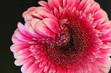 Siyah arka planda pembe Gerbera çiçeği