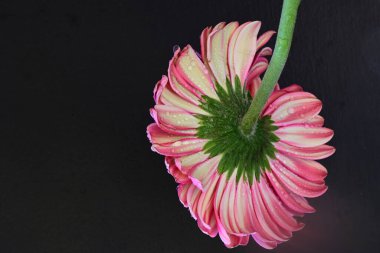 Siyah arka planda pembe Gerbera çiçeği