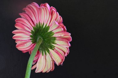 Siyah arka planda pembe Gerbera çiçeği