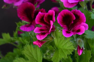 Siyah arkaplanda güzel pelargonyum çiçekleri 
