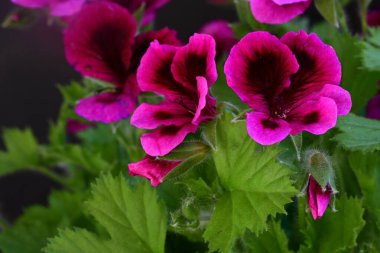 Siyah arkaplanda güzel pelargonyum çiçekleri 