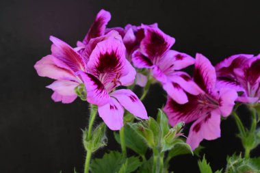 Siyah arkaplanda güzel pelargonyum çiçekleri 