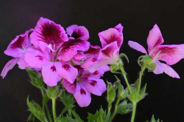 Siyah arkaplanda güzel pelargonyum çiçekleri 
