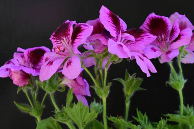 Siyah arkaplanda güzel pelargonyum çiçekleri 