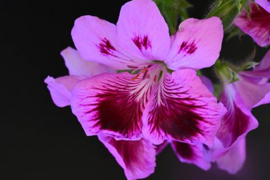 Siyah arkaplanda güzel pelargonyum çiçekleri 