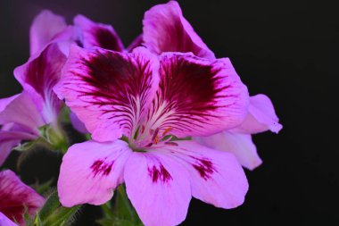 Siyah arkaplanda güzel pelargonyum çiçekleri 