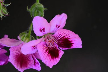 Siyah arkaplanda güzel pelargonyum çiçekleri 