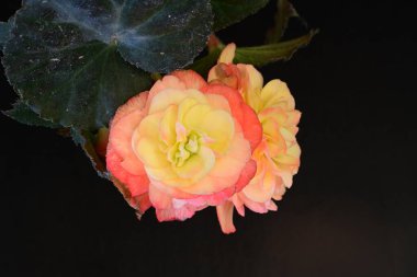 Bahçede açan güzel begonya, yakın çekim. 