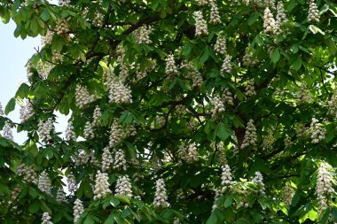 Ağaçta çiçek açan kestane çiçekleri 