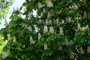 Ağaçta çiçek açan kestane çiçekleri 