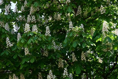 Ağaçta çiçek açan kestane çiçekleri 