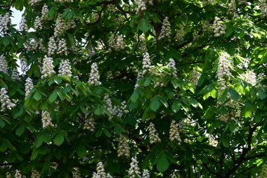 Ağaçta çiçek açan kestane çiçekleri 