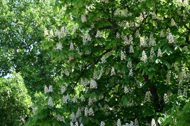 Ağaçta çiçek açan kestane çiçekleri 