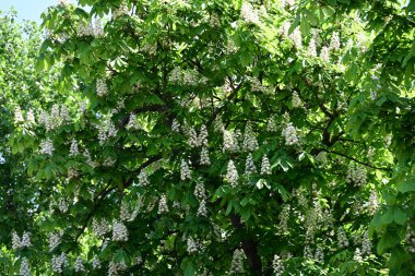 Ağaçta çiçek açan kestane çiçekleri 