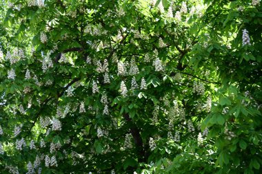 Ağaçta çiçek açan kestane çiçekleri 