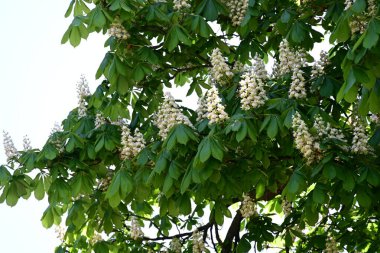 Ağaçta çiçek açan kestane çiçekleri 