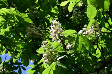 Ağaçta çiçek açan kestane çiçekleri 