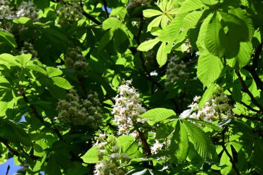 Ağaçta çiçek açan kestane çiçekleri 