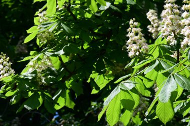 Ağaçta çiçek açan kestane çiçekleri 