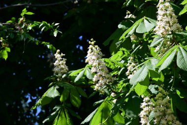 Ağaçta çiçek açan kestane çiçekleri 
