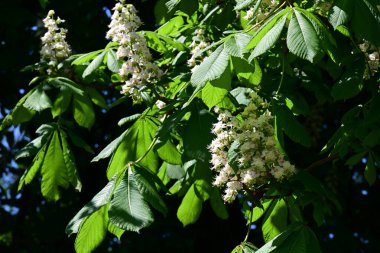 Ağaçta çiçek açan kestane çiçekleri 