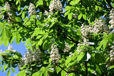 Ağaçta çiçek açan kestane çiçekleri 