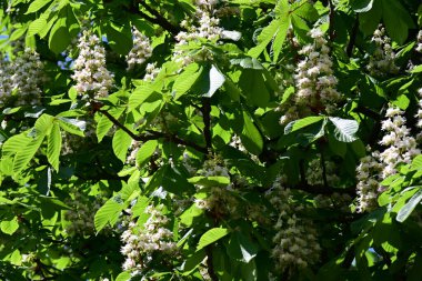 Ağaçta çiçek açan kestane çiçekleri 